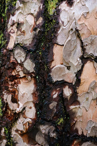 Pine Bark Extract