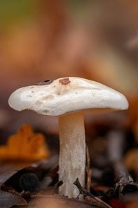 Birch Chaga Mushroom